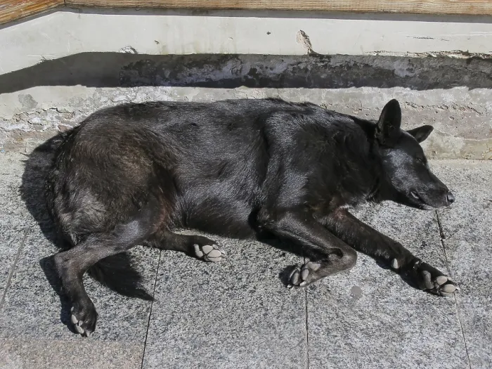 Framed Print : Tired street dog sleeping in the sun