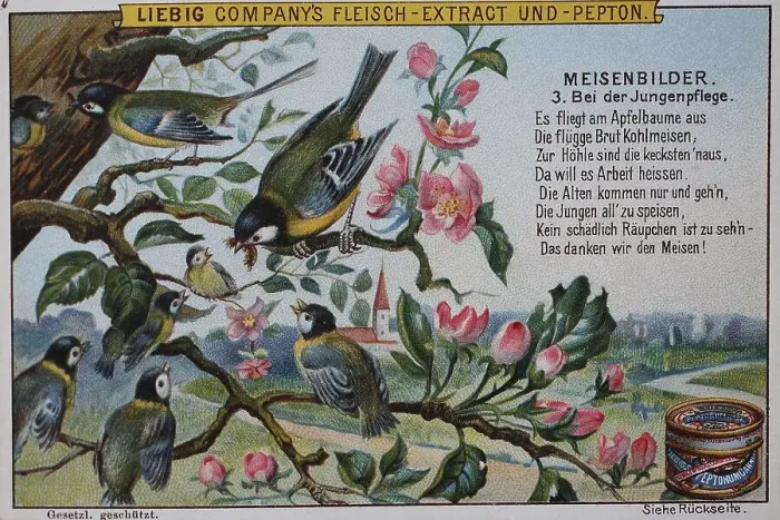 Framed Print : Tit picture series, Birds, Great Tit at brood care