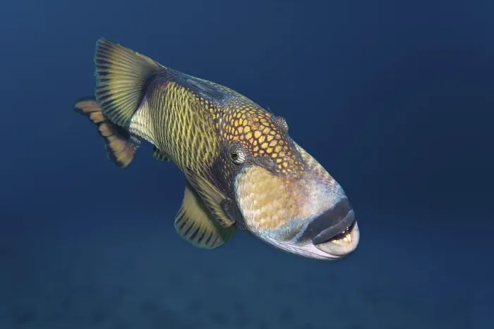 Framed Print : Titan triggerfish (Balistoides viridescens) Framed Print : Titan triggerfish (Balistoides viridescens)