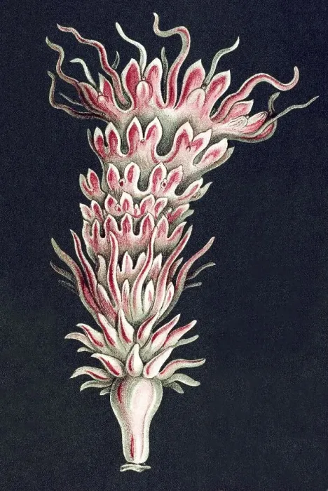 Framed Print : Titel Discomedusae scyphozoans jellyfish Desctiption Discomedusae  /  Scheibenquallen