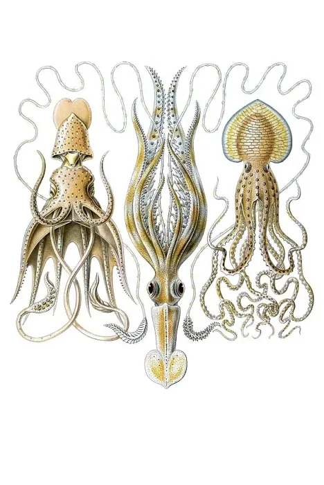 Framed Print : Titel Gamochonia octopus Desctiption Gamochonia / Trichterkraken Framed Print : Titel Gamochonia octopus Desctiption Gamochonia / Trichterkraken