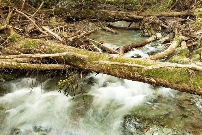 Framed Print : Title Rushing water of a forest creek flowing under fallen logs in Muir Woods near San Francisco