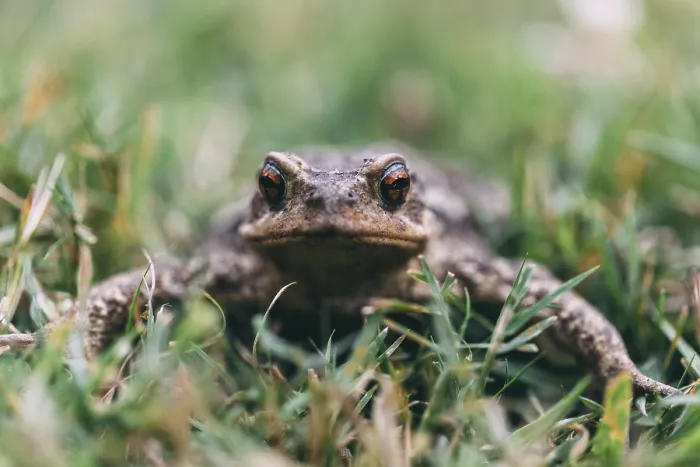 Framed Print : Toad in a meadow