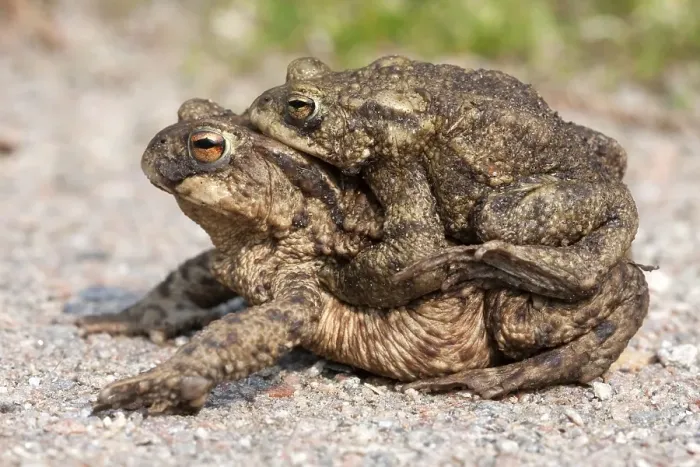 Framed Print : Toad migration, Common toads (Bufo bufo) Framed Print : Toad migration, Common toads (Bufo bufo)