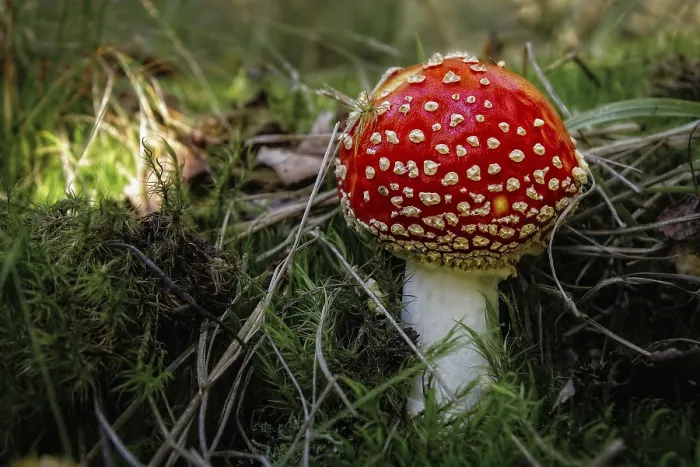 Framed Print : Toadstool