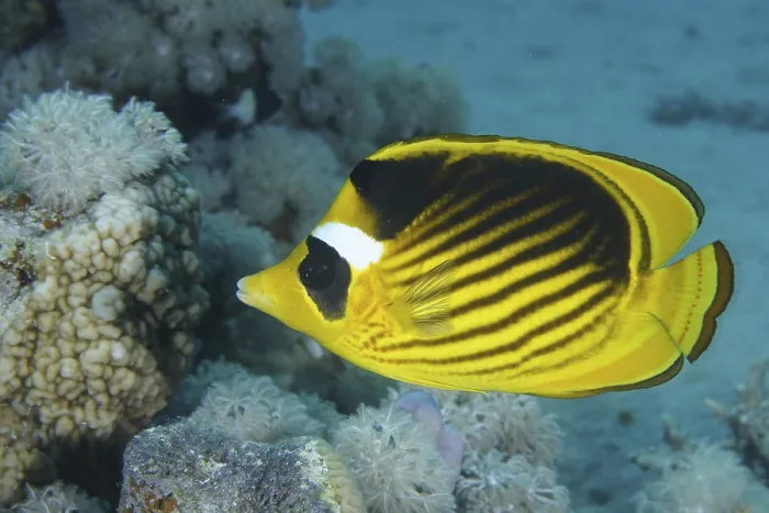 Framed Print : Tobacco butterflyfish (Chaetodon fasciatus) Framed Print : Tobacco butterflyfish (Chaetodon fasciatus)