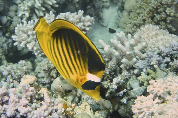 Framed Print : Tobacco butterflyfish (Chaetodon fasciatus)