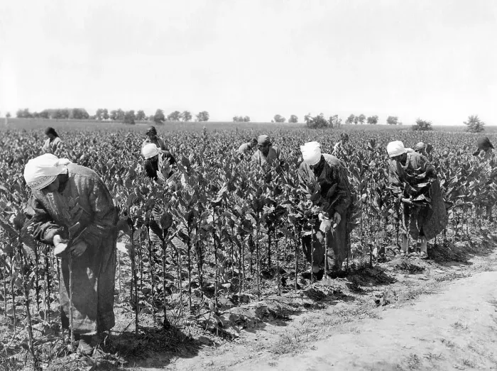 Framed Print : Tobacco harvest ca. 1930, exact place unknown Framed Print : Tobacco harvest ca. 1930, exact place unknown