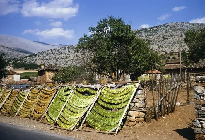 Framed Print : Tobacco leaves drying on racks in a rural area, Northern Greece 1964 Framed Print : Tobacco leaves drying on racks in a rural area, Northern Greece 1964