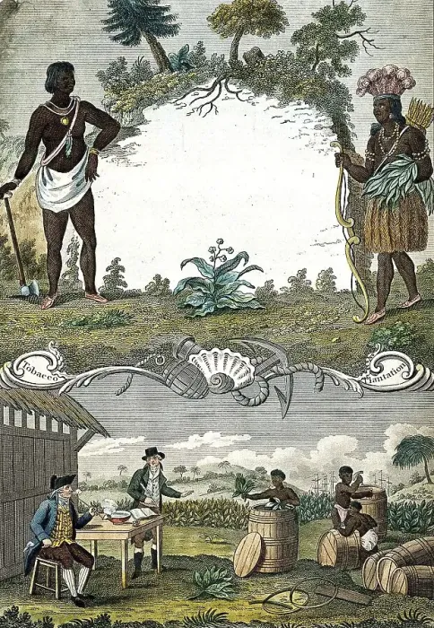 Framed Print : A tobacco plantation with workers Framed Print : A tobacco plantation with workers