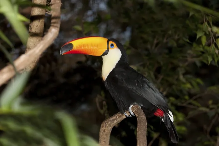 Framed Print : Toco Toucan (ramphastos toco), Adult standing on Branch
