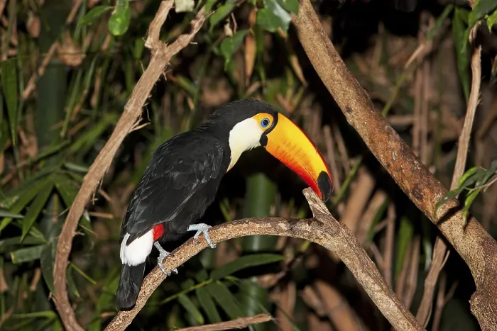 Framed Print : Toco Toucan (ramphastos toco), Adult standing on Branch
