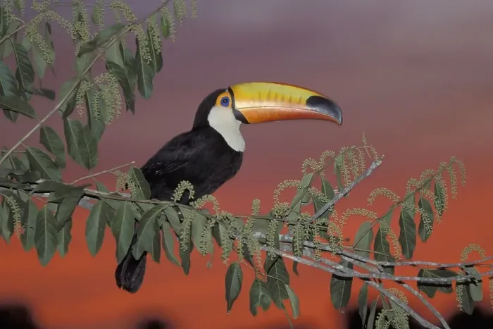 Framed Print : Toco Toucan (Ramphastos toco) perched on a tree