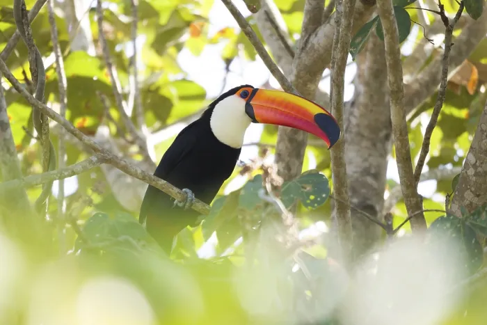Framed Print : Toco Toucan (Ramphastos toco), sitting in tree