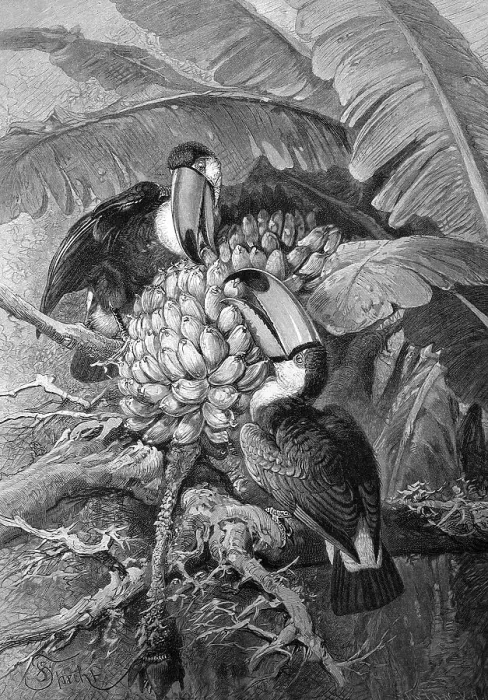 Framed Print : Toco Toucans (Ramphastos toco) Framed Print : Toco Toucans (Ramphastos toco)