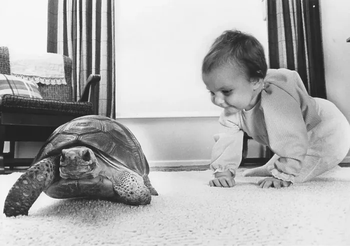 Framed Print : Toddler plays with turtle in the living room Framed Print : Toddler plays with turtle in the living room