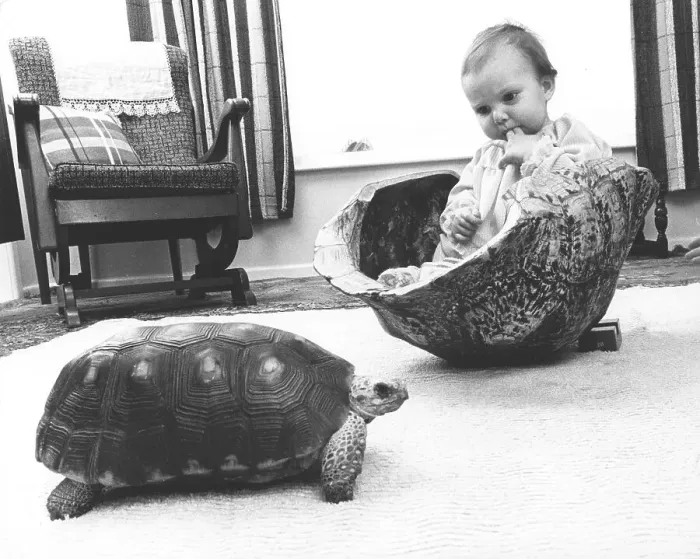 Framed Print : Toddler with turtle, England, Great Britain Framed Print : Toddler with turtle, England, Great Britain