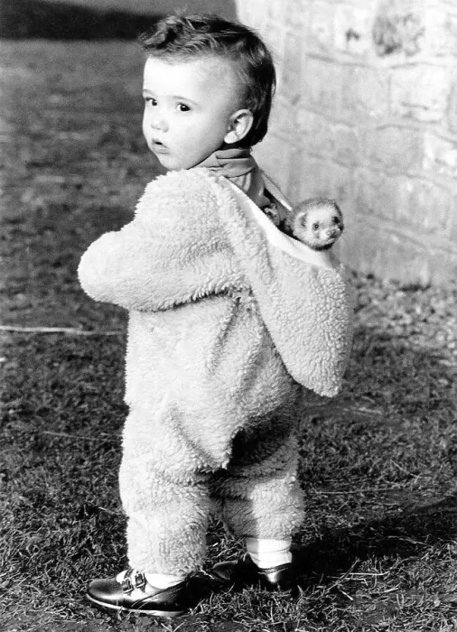 Framed Print : Toddler wears ferret in hood, England Framed Print : Toddler wears ferret in hood, England