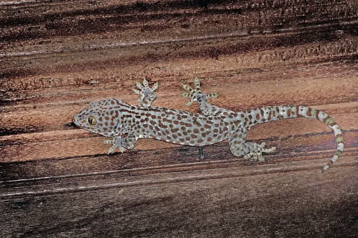 Framed Print : Tokay gecko Gekko gecko, (Gekkonidae), Bali, Indonesia, Asia