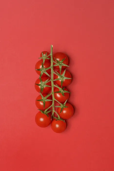 Framed Print : Tomatoes, tomato vine on red background