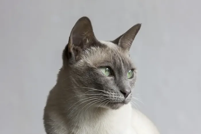 Framed Print : Tonkinese cat, result of a recent crossbreeding between Siamese and Burmese cat breeds