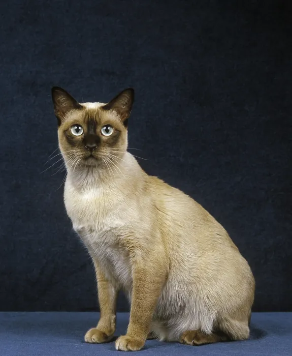 Framed Print : Tonkinese domestic cat, adult sitting against blue background