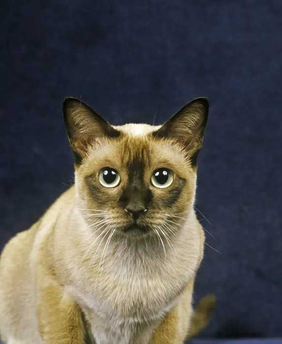 Framed Print : TONKINESE DOMESTIC CAT, PORTRAIT OF AN ADULT