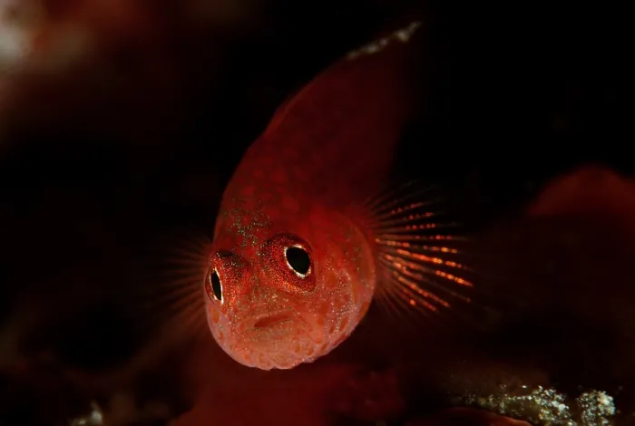 Framed Print : Toothy goby (Pleurosicya mossambica)