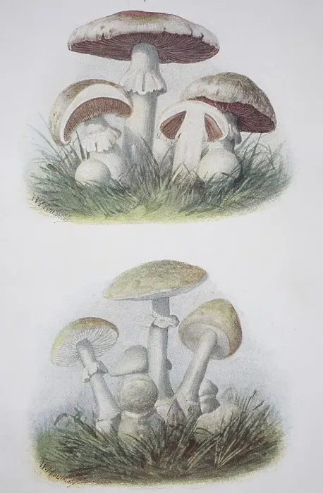 Framed Print : Top: Meadow mushroom, Bottom: Tuber mushroom Framed Print : Top: Meadow mushroom, Bottom: Tuber mushroom