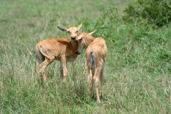 Framed Print : Topi calves greeting (Damaliscus korrigum) Framed Print : Topi calves greeting (Damaliscus korrigum)