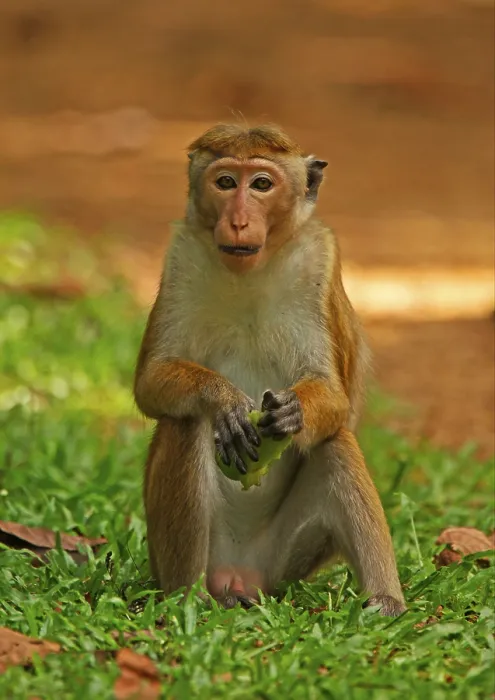Framed Print : Toque toque macaque (Macaca sinica) adult Framed Print : Toque toque macaque (Macaca sinica) adult