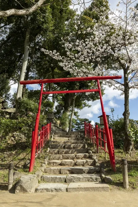 Framed Print : Torii at Mount Kifuku in Shukkei-en with blossoming cherry trees