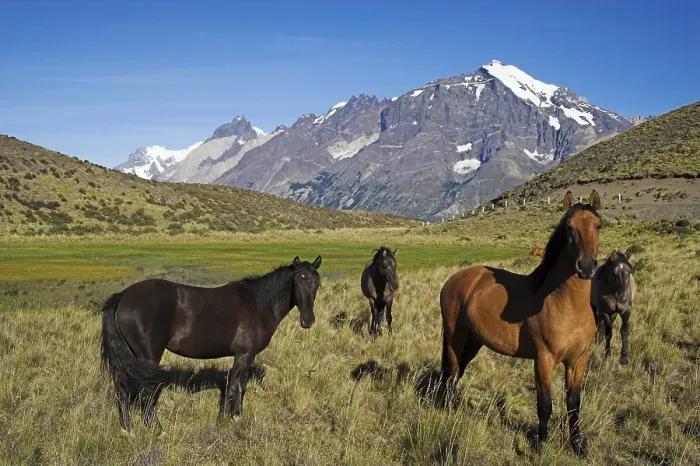 Framed Print : Torres del Paine National Park
