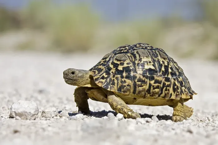 Framed Print : Tortoise or Land Turtle (Testudinidae) Framed Print : Tortoise or Land Turtle (Testudinidae)