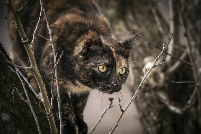 Framed Print : Tortoiseshell cat (Felis Catus) with alert gaze in a tree