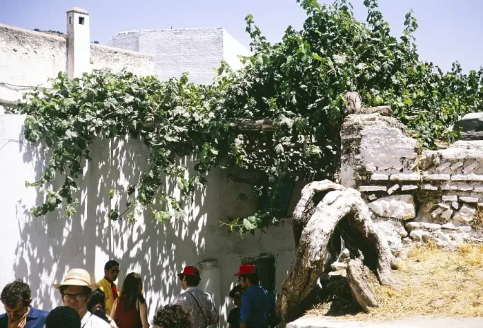 Framed Print : Tour group visits a 400-year-old vineyard, Moulay Idriss Zerhoun, Morocco, North Africa, 1971, Africa Framed Print : Tour group visits a 400-year-old vineyard, Moulay Idriss Zerhoun, Morocco, North Africa, 1971, Africa