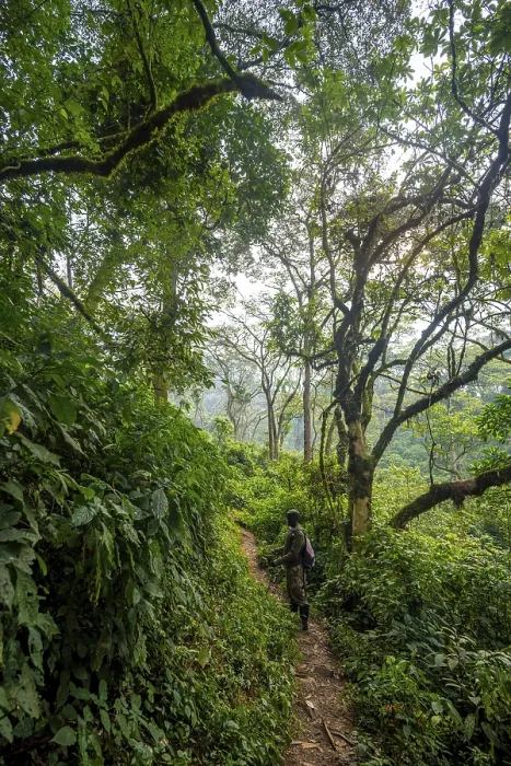Framed Print : Tourist guide on hiking trail through dense vegetation in tropical mountain rainforest