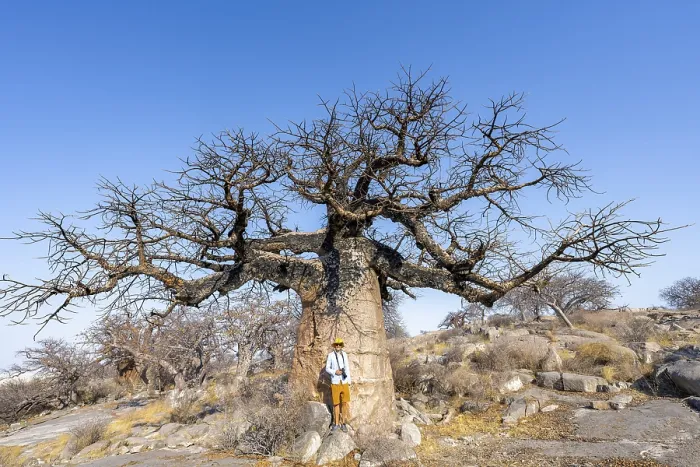 Framed Print : Tourist standing in front of a large baobab