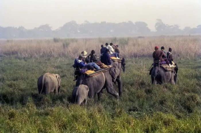 Framed Print : Tourists an Elephant back at Kaziranga National Park