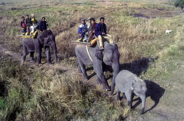 Framed Print : Tourists an Elephant back at Kaziranga National Park