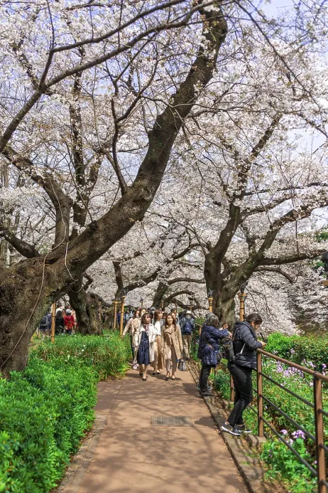 Framed Print : Tourists and Japanese under blossoming cherry trees
