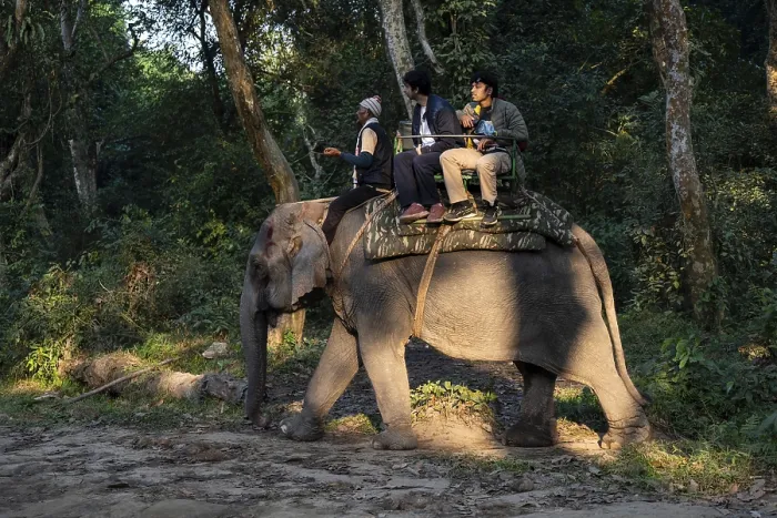 Framed Print : Tourists ride elephants during a safari at Kaziranga National Park on December 5 Framed Print : Tourists ride elephants during a safari at Kaziranga National Park on December 5