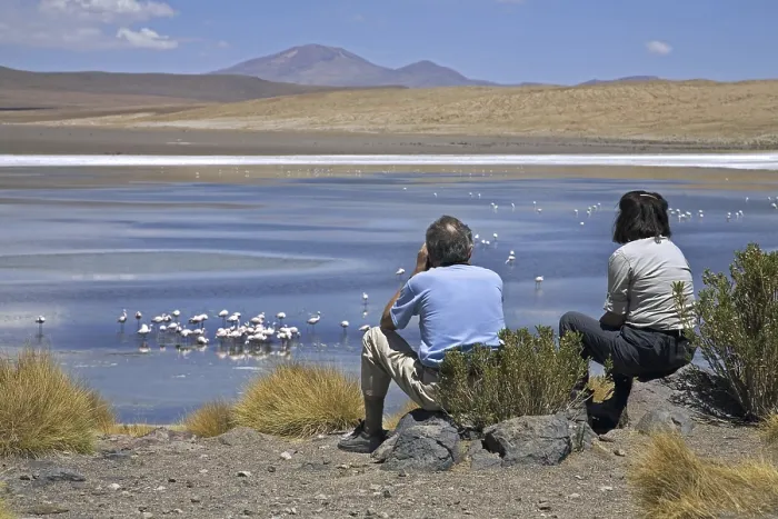 Framed Print : Tourists watching flamingos foraging in the Laguna Canapa