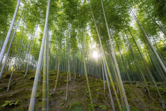 Framed Print : Towering bamboo stems in Arashiyama bamboo forest