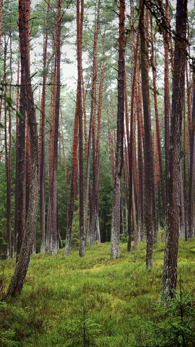Framed Print : Towering pines (pinus) in the forest Framed Print : Towering pines (pinus) in the forest