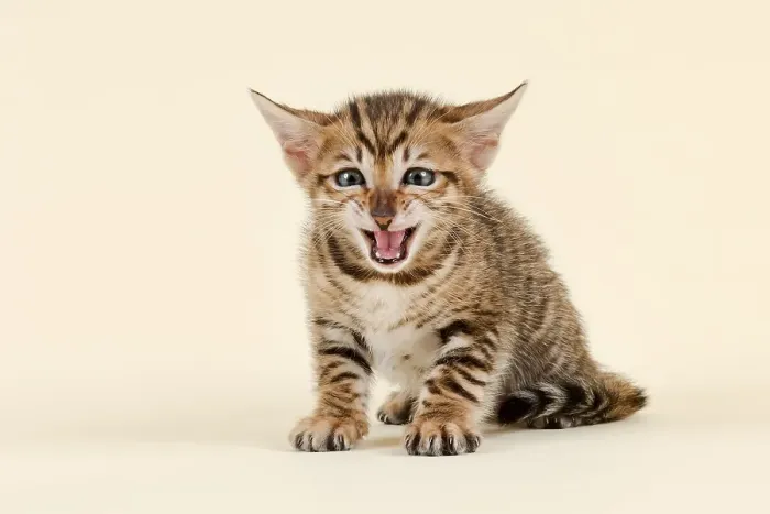 Framed Print : Toyger (Felis silvestris catus) Framed Print : Toyger (Felis silvestris catus)