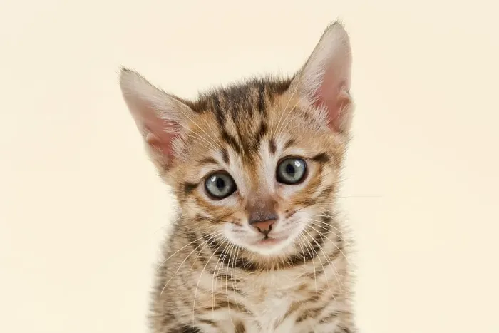 Framed Print : Toyger (Felis silvestris catus)