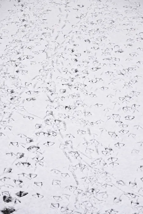 Framed Print : Traces of ducks in snow, winter, Germany