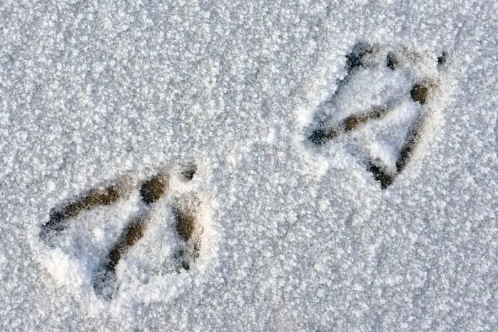 Framed Print : Track of the mallard (Anas platyrhynchos) in the snow
