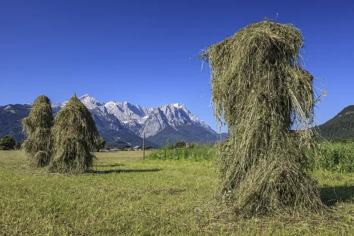 Framed Print : Traditional hay harvest, hay, sunny